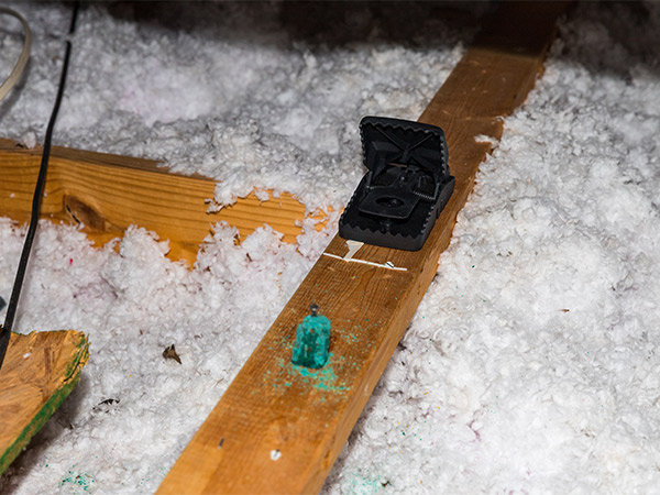 insulation Rodent Proofing